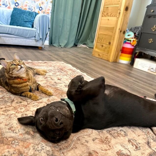 Waylon Jennings The Floppy Eared Heartstealer — thumbnail 4