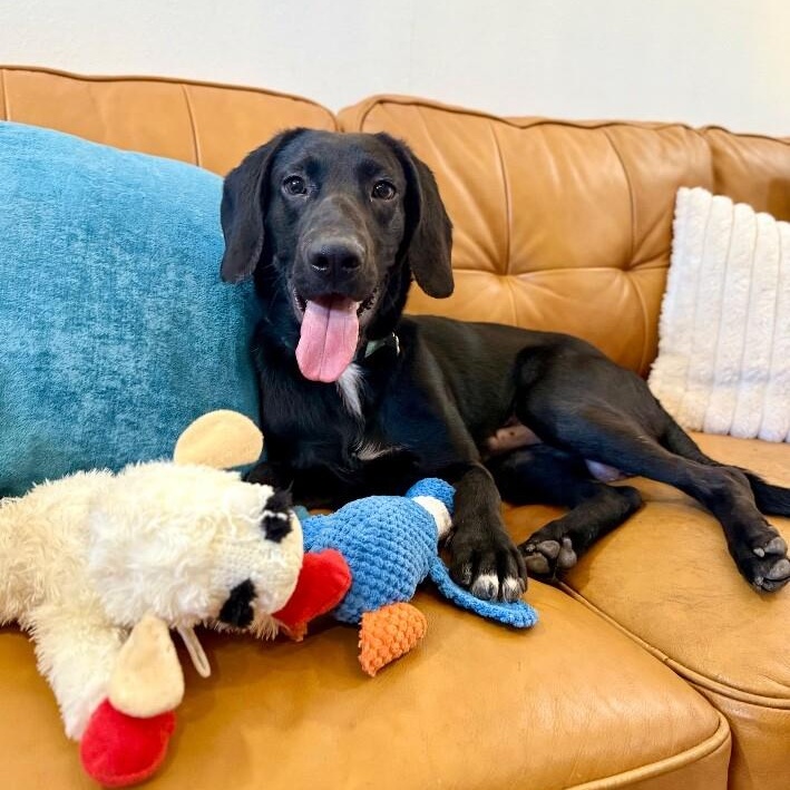 Waylon Jennings The Floppy Eared Heartstealer — thumbnail 5