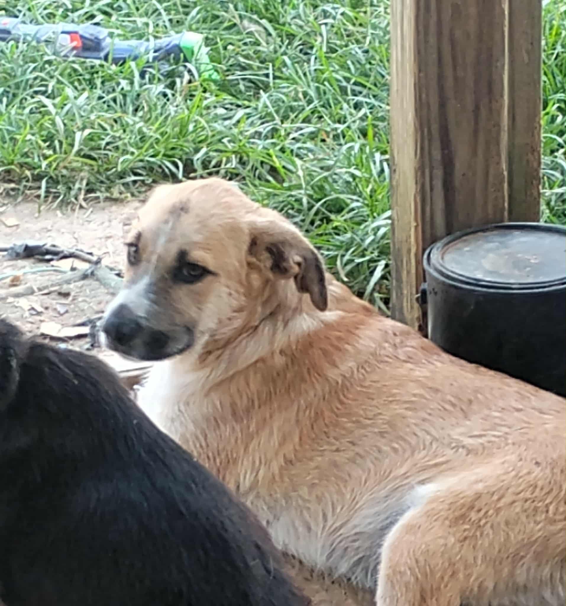 Enlarge Sarge, a Adoptable mixed breed in Frankfort, KY image 1/3