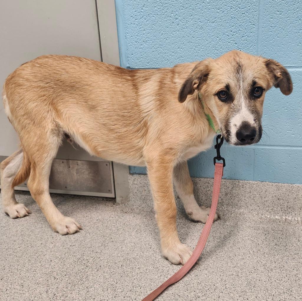 Enlarge Sarge, a Adoptable mixed breed in Frankfort, KY image 2/3