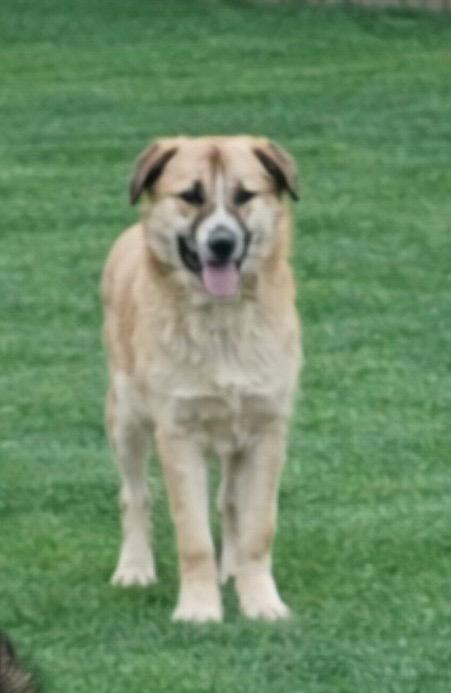 Enlarge Sarge, a Adoptable mixed breed in Frankfort, KY image 2/5