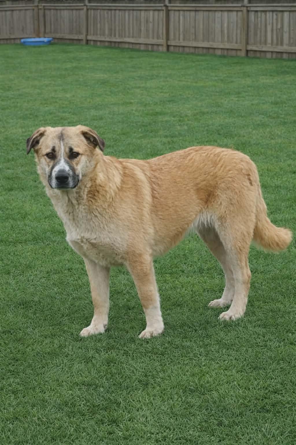 Enlarge Sarge, a Adoptable mixed breed in Frankfort, KY image 1/5