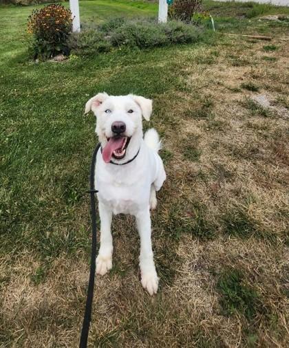 Ghost , ADOPTABLE, Adult Male Great Pyrenees.
