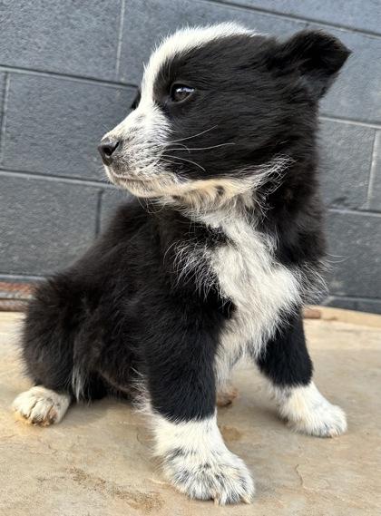 Squid, Adoptable, Puppy Male Australian Cattle Dog / Blue Heeler & Mixed Breed.