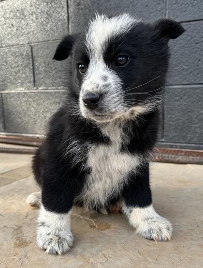 Enlarge Squid, a Adoptable mixed breed in Wilkesboro, NC image 2/3