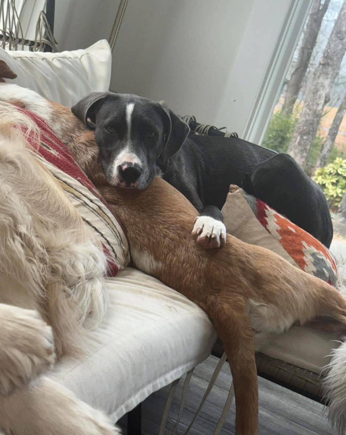 Enlarge Balki, a Adoptable mixed breed in Willington, CT image 2/4