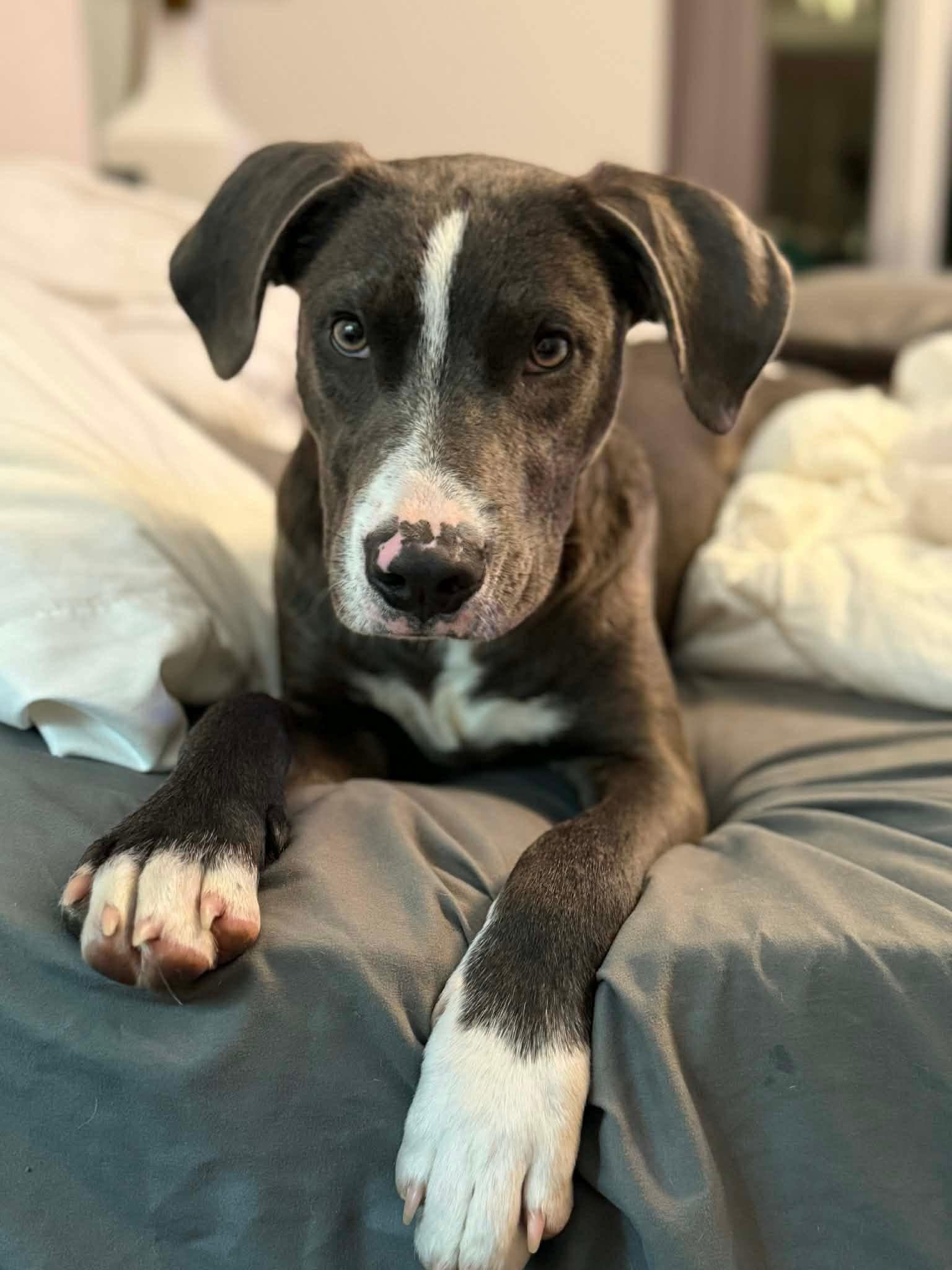 Enlarge Balki, a Adoptable mixed breed in Willington, CT image 1/4