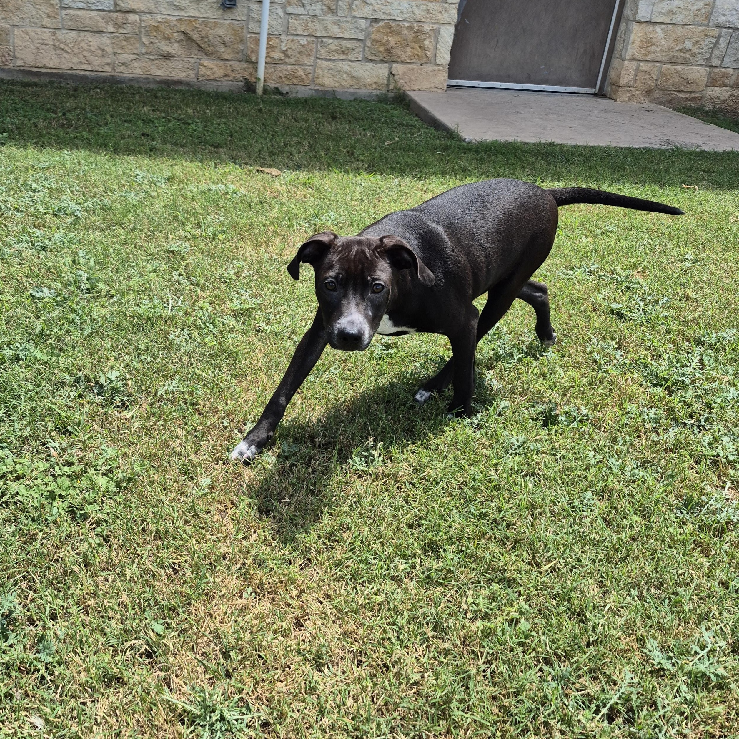 Enlarge Asteroid, a ADOPTABLE Mixed Breed in Schertz, TX image 2/4