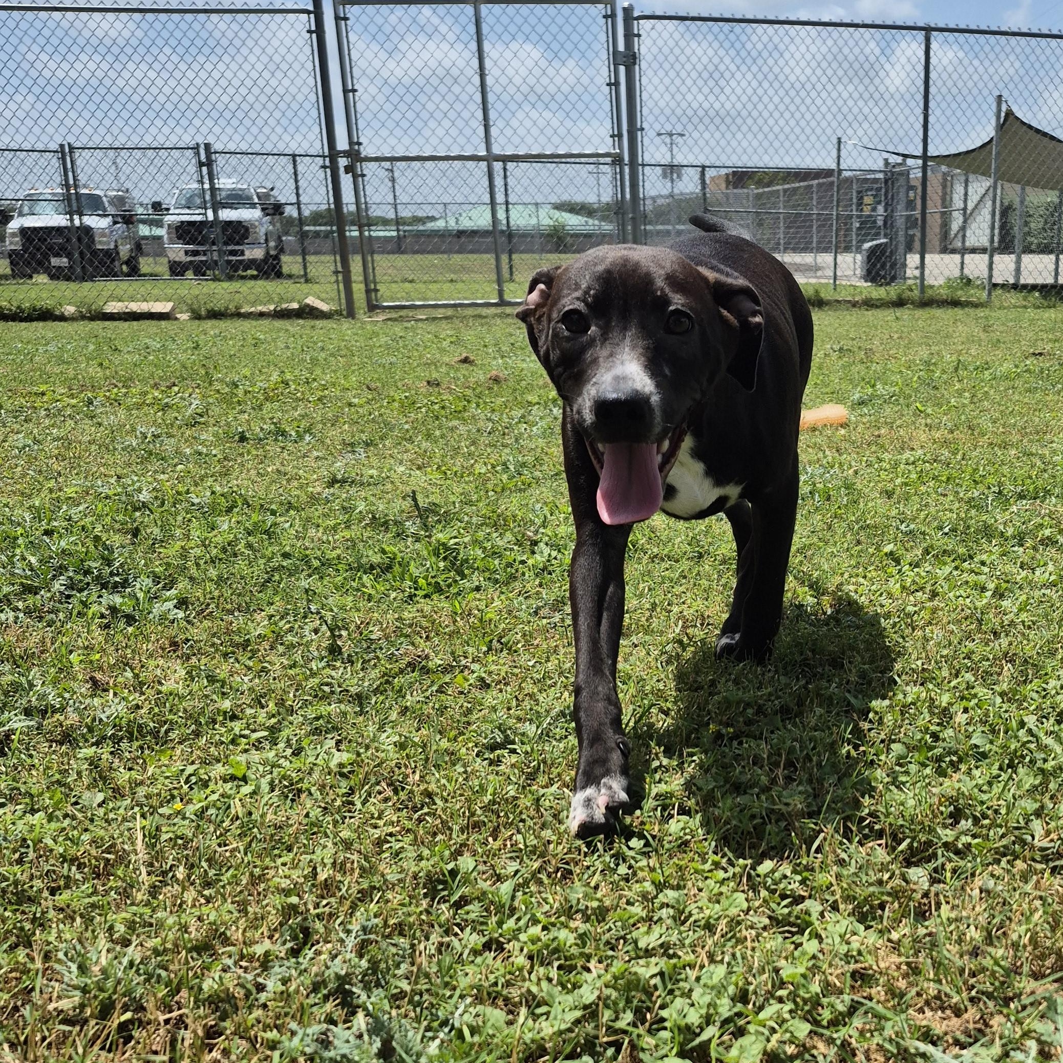 Enlarge Asteroid, a ADOPTABLE Mixed Breed in Schertz, TX image 3/4