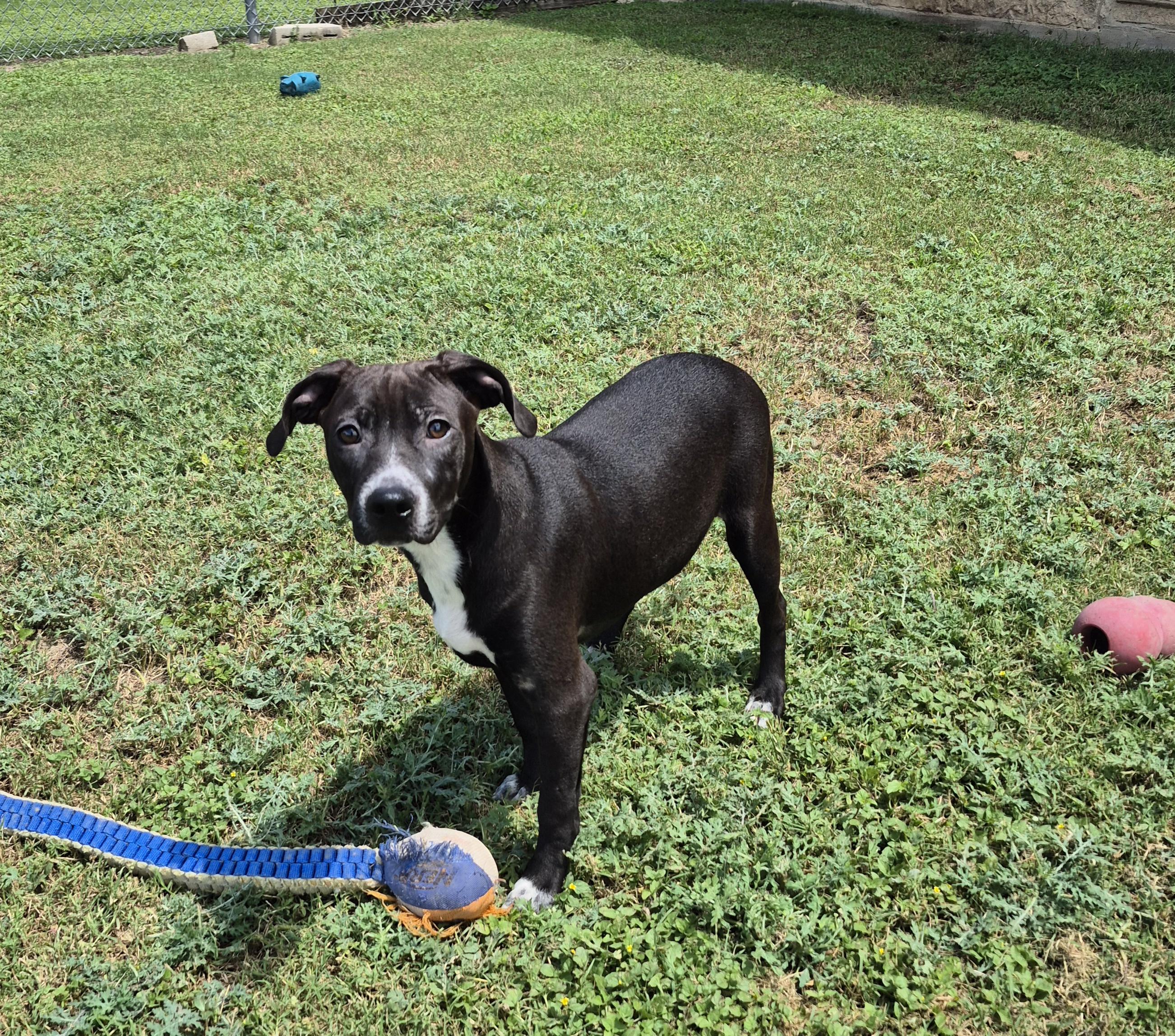 Enlarge Asteroid, a ADOPTABLE Mixed Breed in Schertz, TX image 1/4