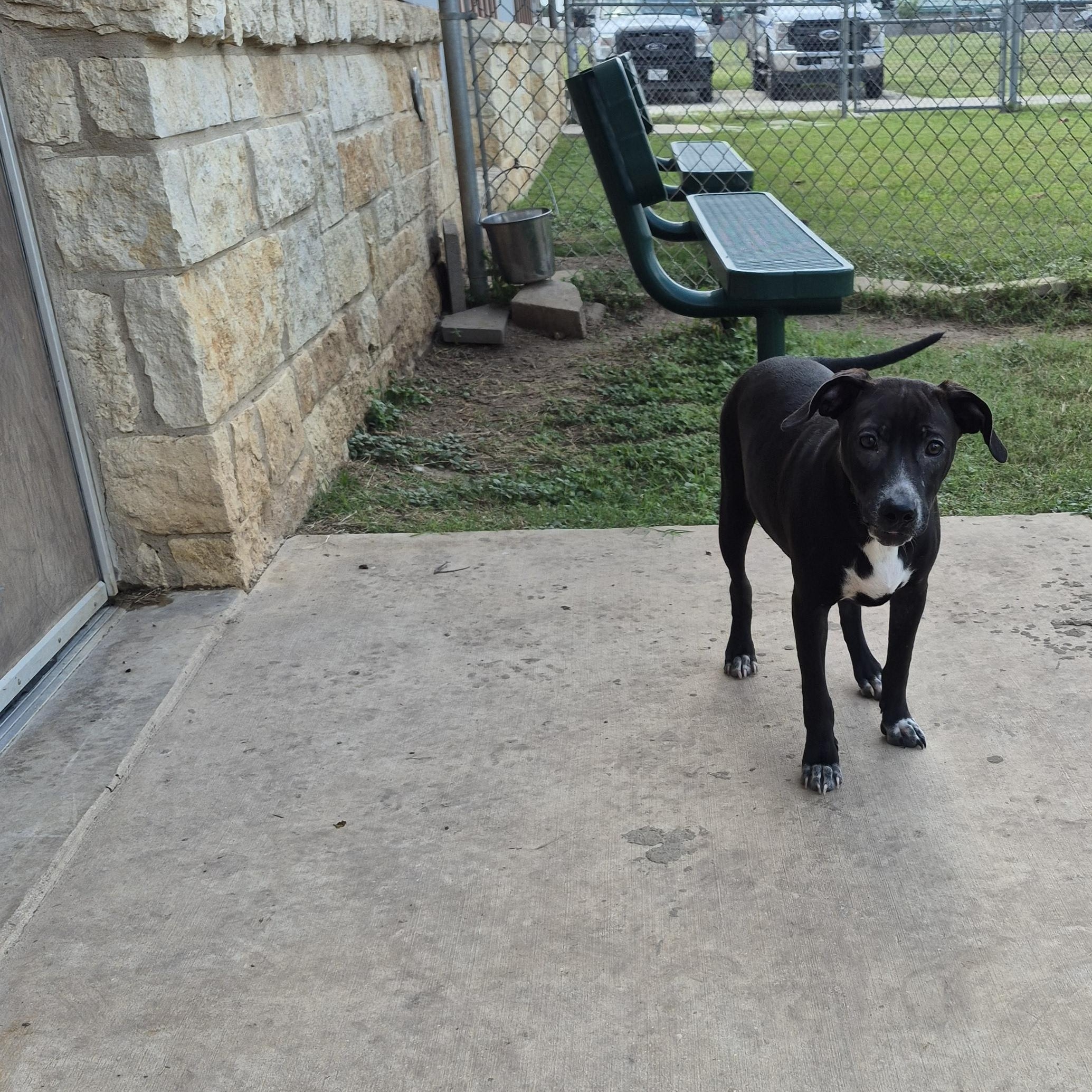 Enlarge Asteroid, a ADOPTABLE Mixed Breed in Schertz, TX image 4/4