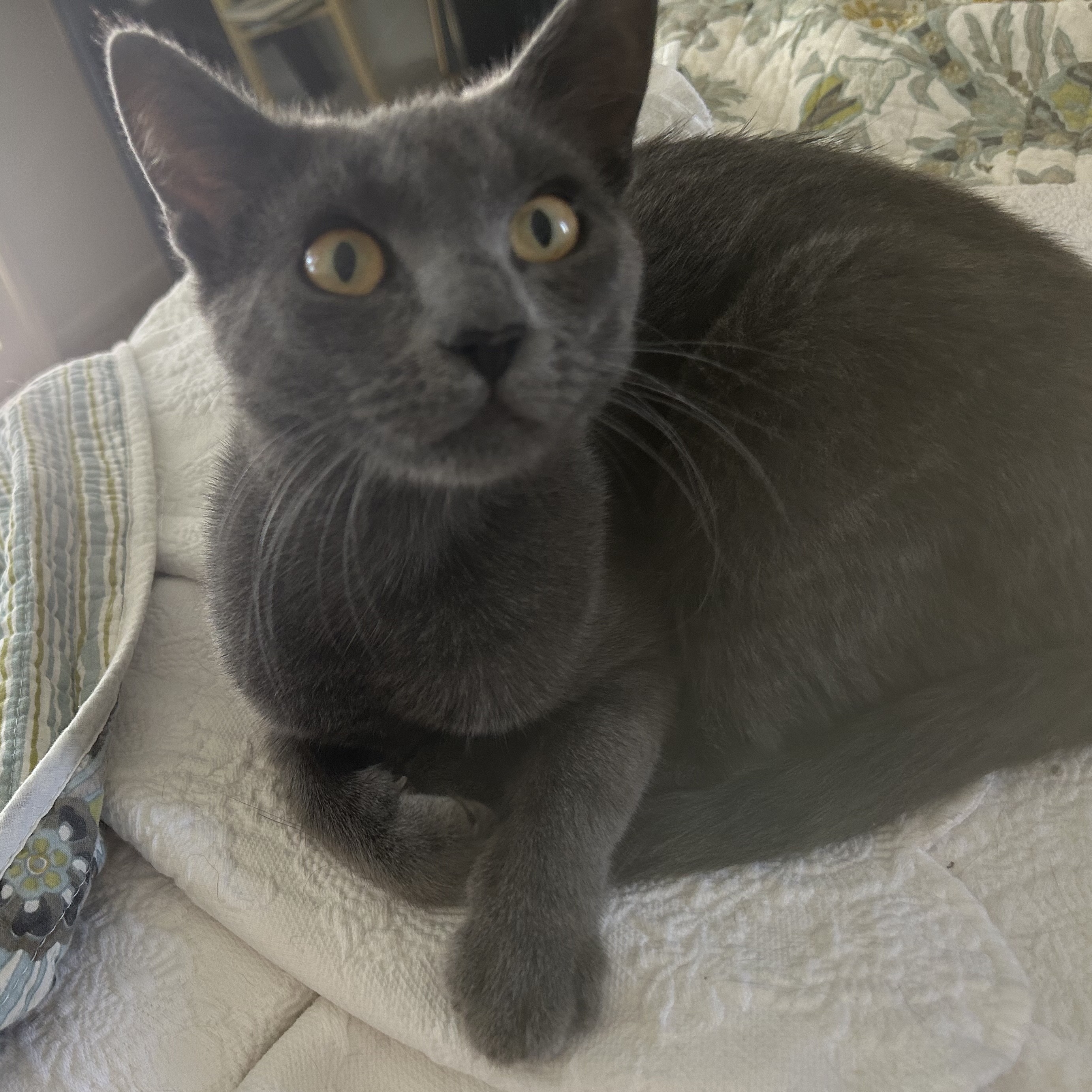 Cat for adoption Grayson, a Russian Blue in San Juan Capistrano, CA