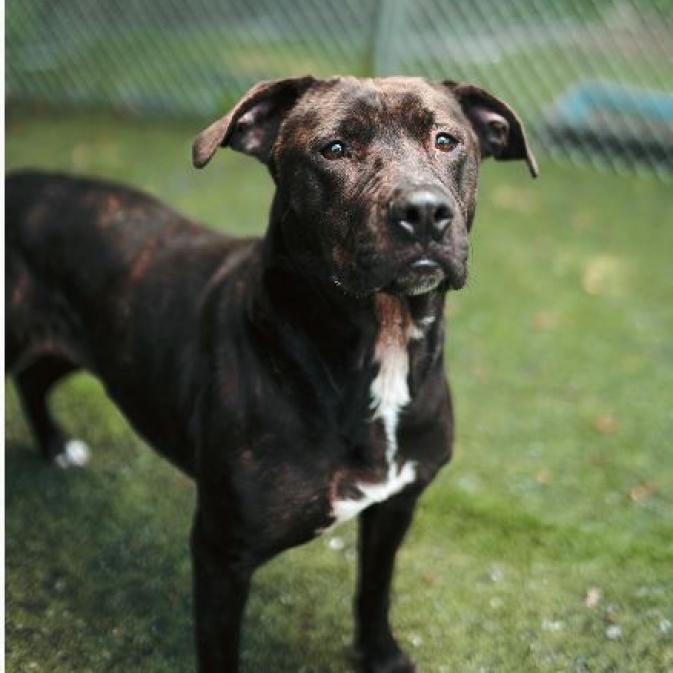 Roxy, Adoptable, Adult Female Pit Bull Terrier.