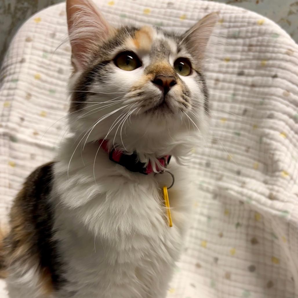 JELLYBEAN, adopted, Young Female Domestic Short Hair.