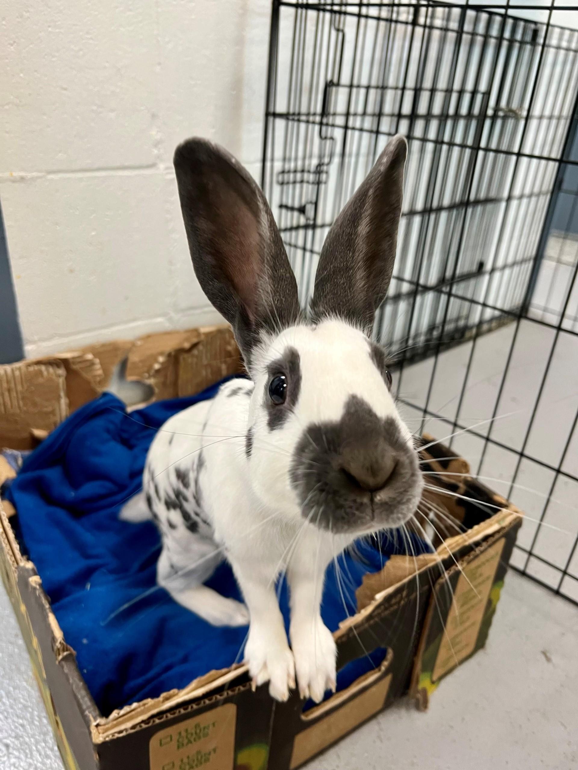 John Snow, a Adoptable English Spot in Vancouver, BC image 5/6