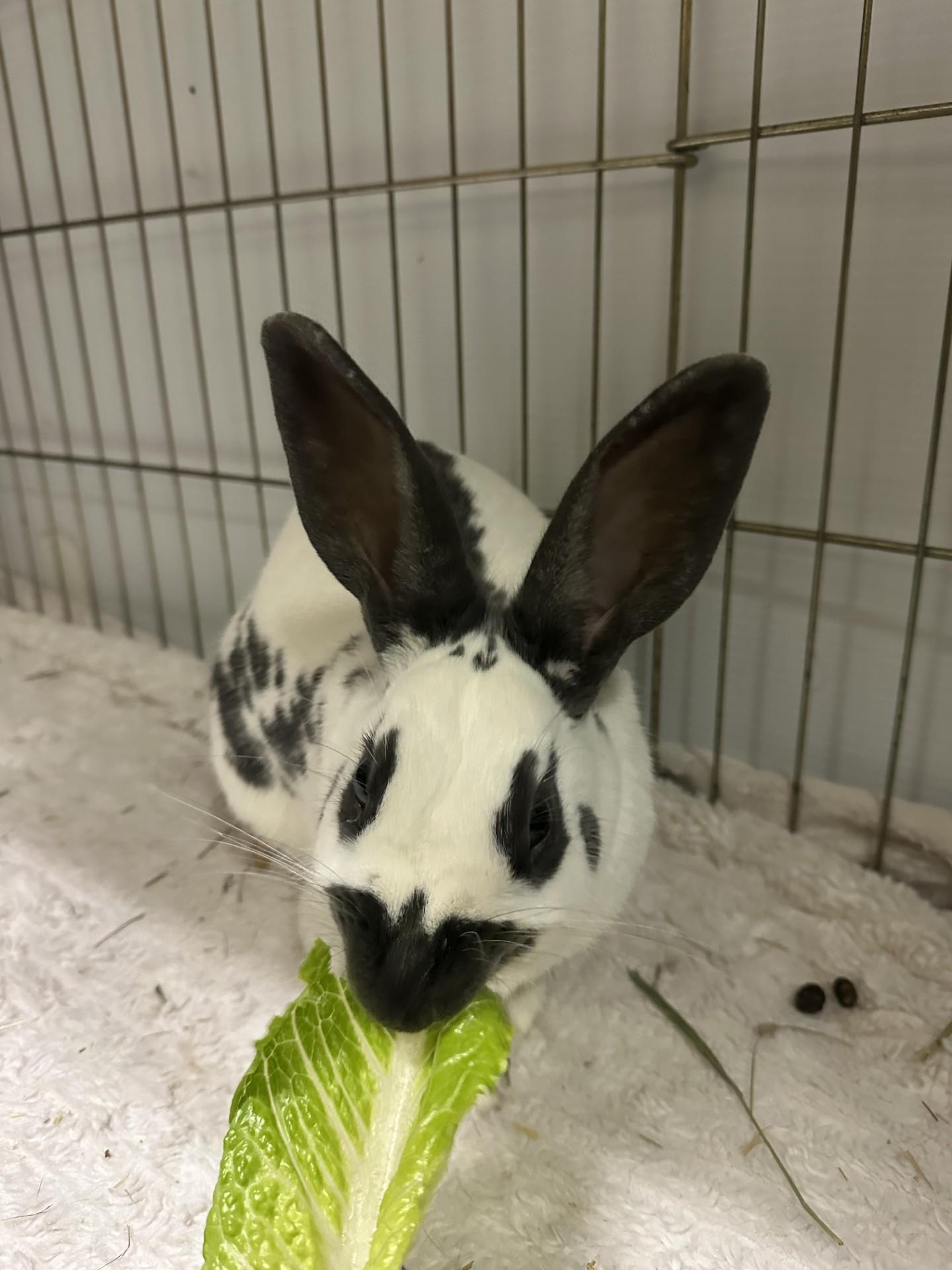 John Snow, a Adoptable English Spot in Vancouver, BC image 2/6