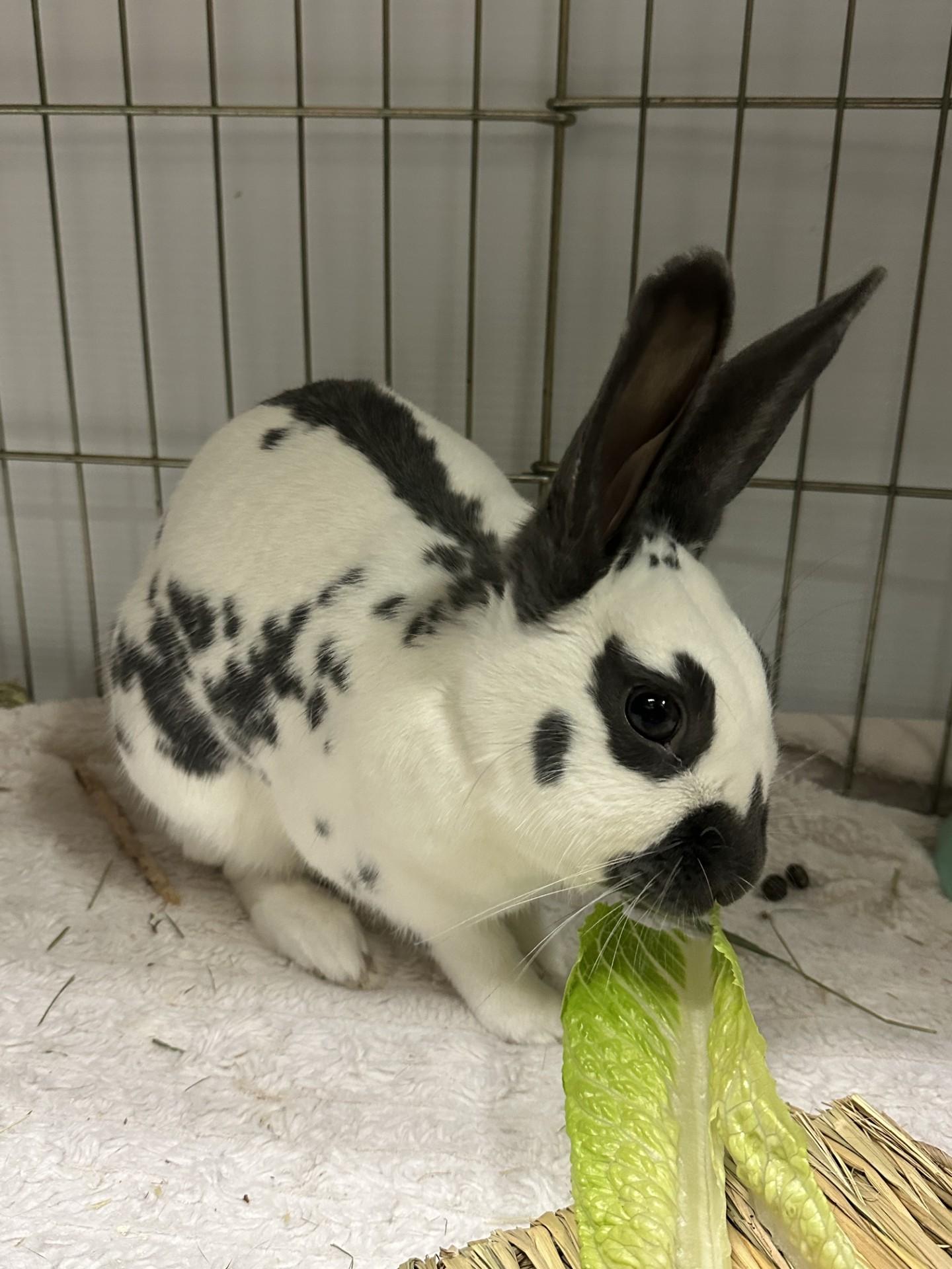 John Snow, a Adoptable English Spot in Vancouver, BC image 1/6