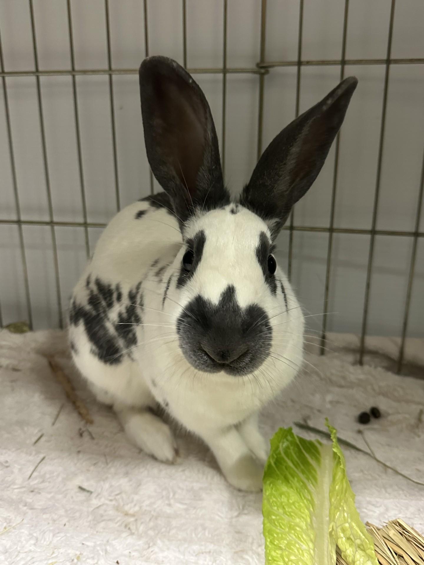 John Snow, a Adoptable English Spot in Vancouver, BC image 3/6