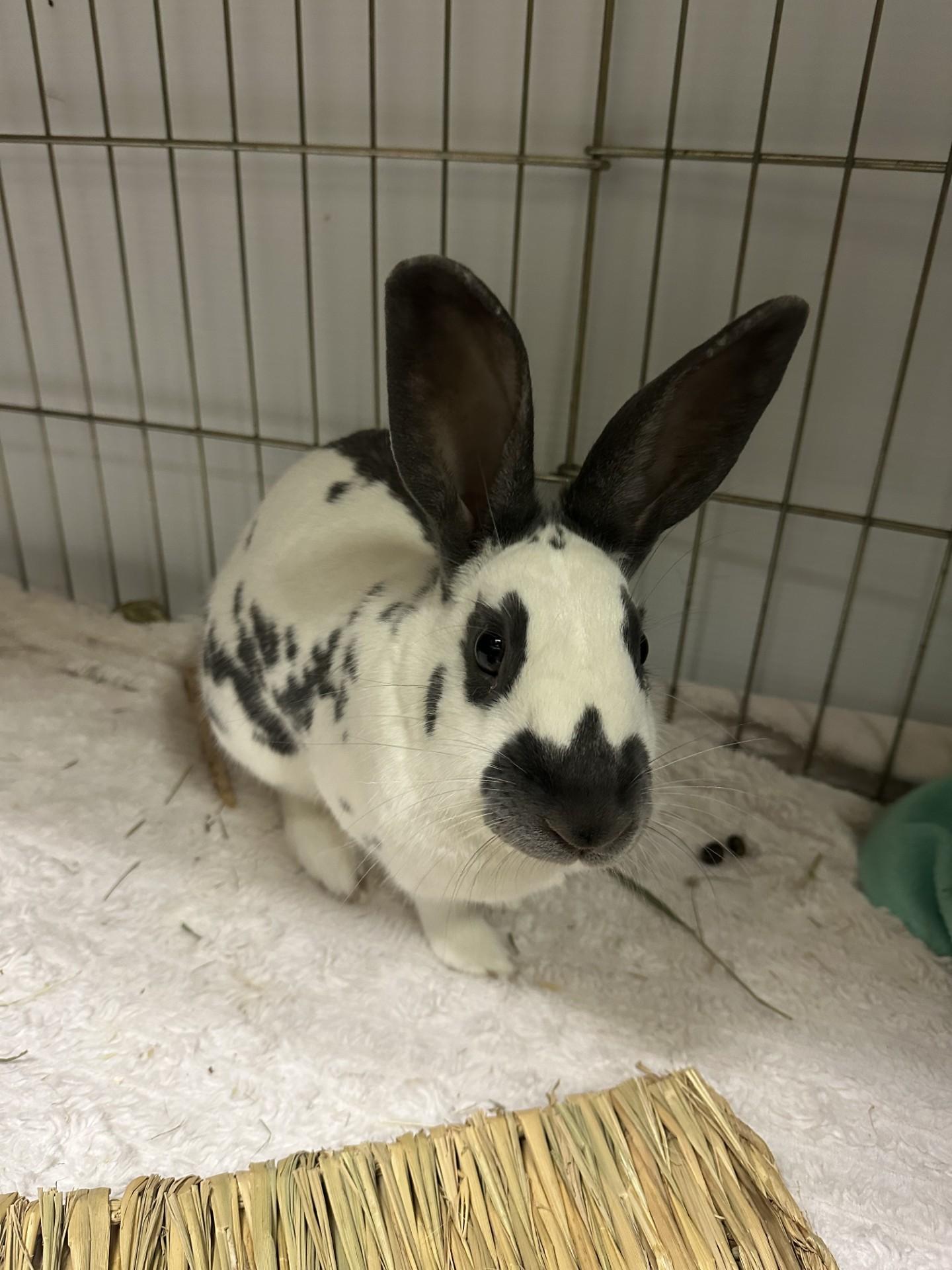 John Snow, a Adoptable English Spot in Vancouver, BC image 4/6