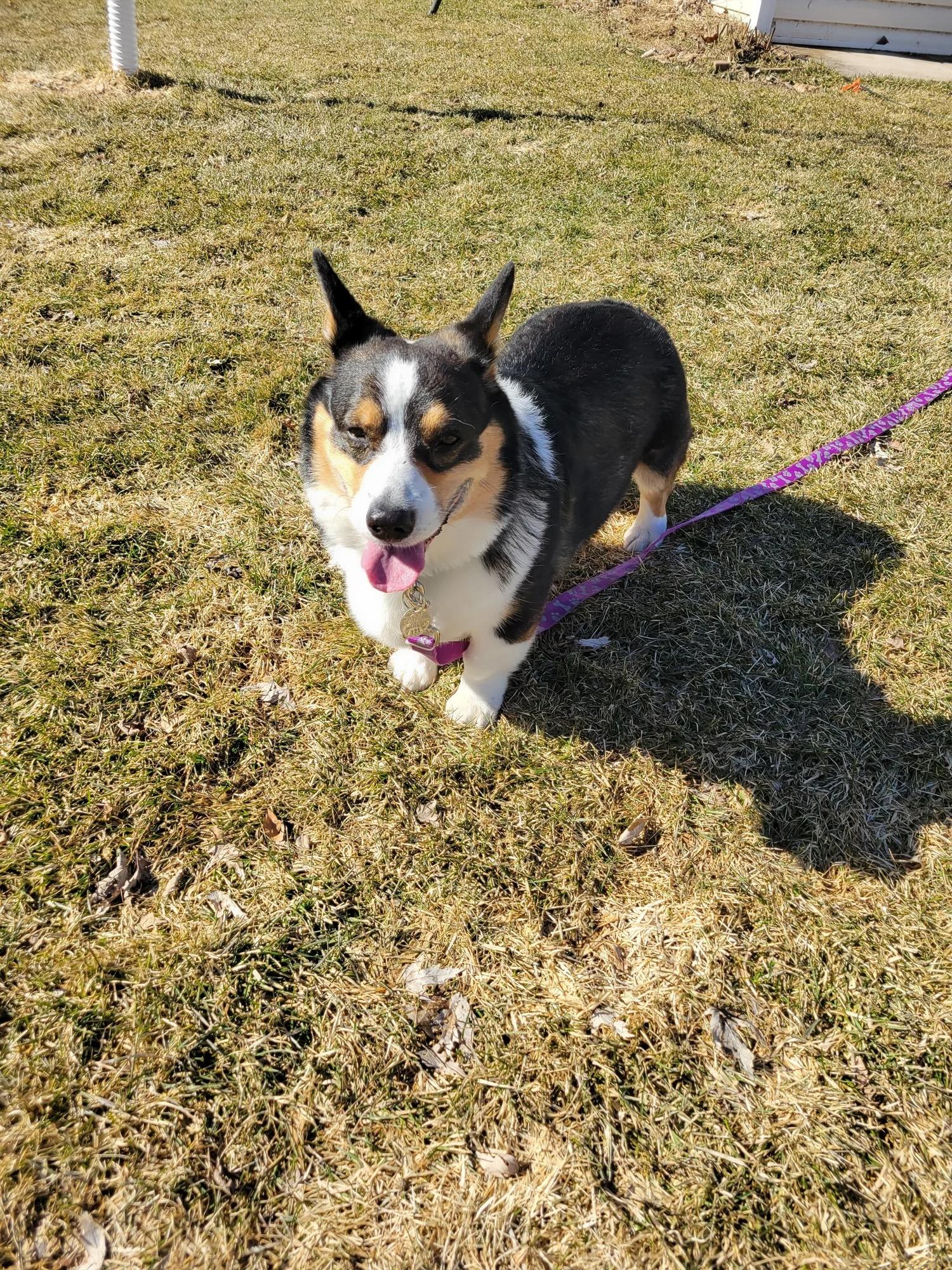 Gatsby, an adopted Corgi in De Pere, WI image 2/2