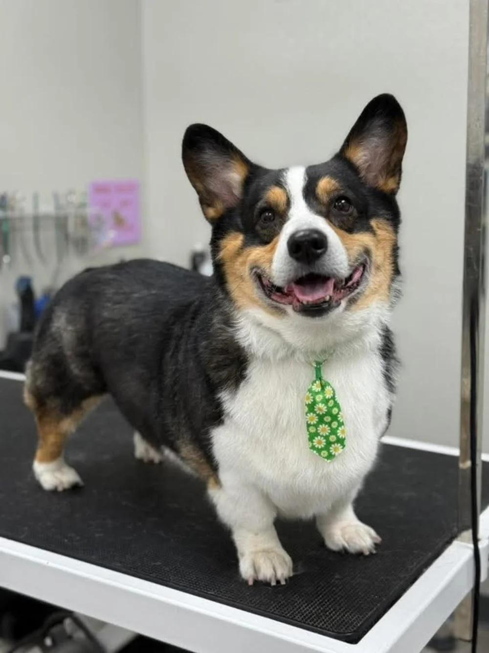 Gatsby, an adopted Corgi in De Pere, WI image 1/2