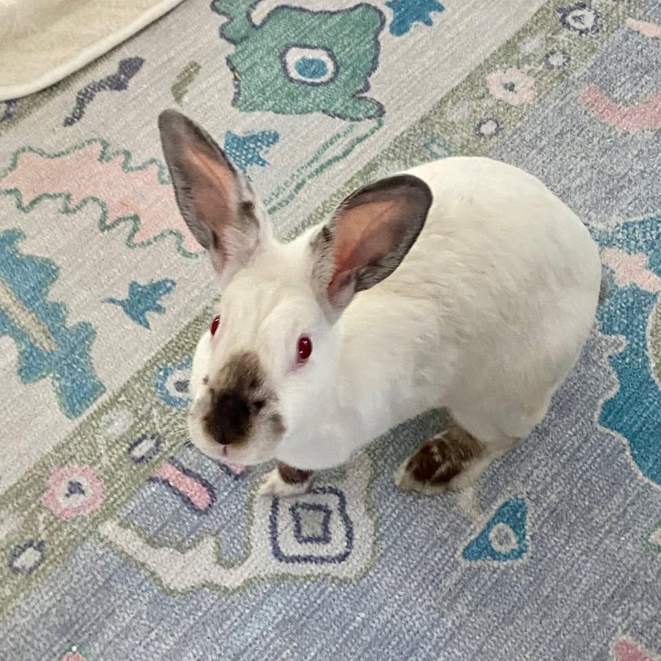 Enlarge Dottie, a Adoptable Californian in CHARLOTTE, NC image 1/5