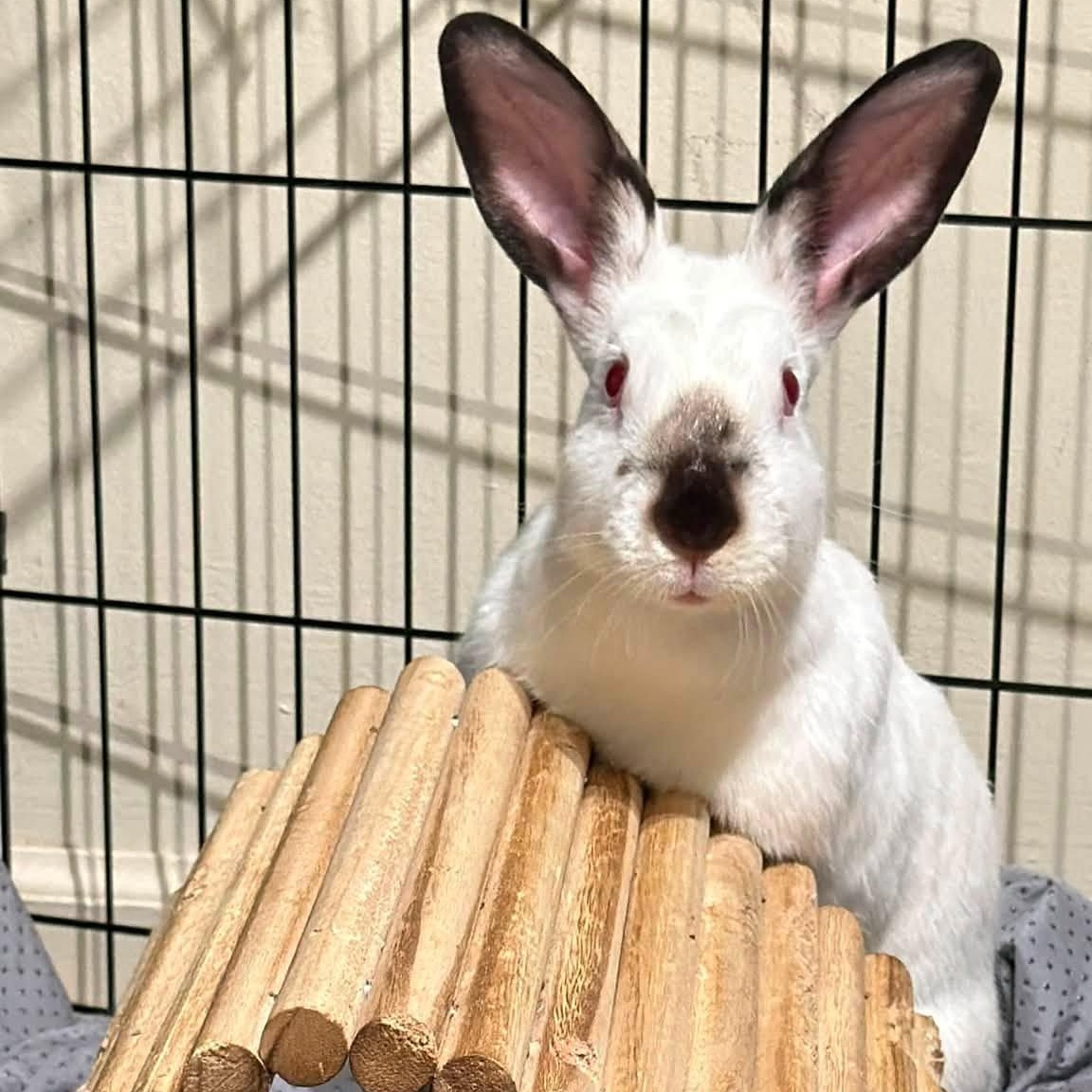Enlarge Dottie, a Adoptable Californian in CHARLOTTE, NC image 3/5
