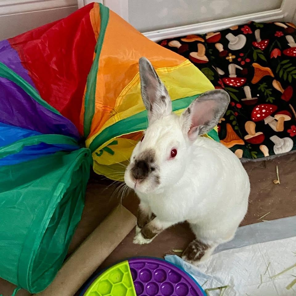 Enlarge Dottie, a Adoptable Californian in CHARLOTTE, NC image 2/5