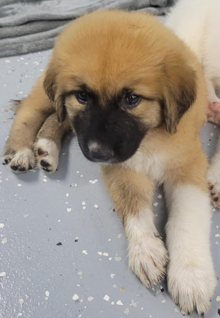 Gill, Adoptable, Puppy Male Anatolian Shepherd & Mixed Breed.