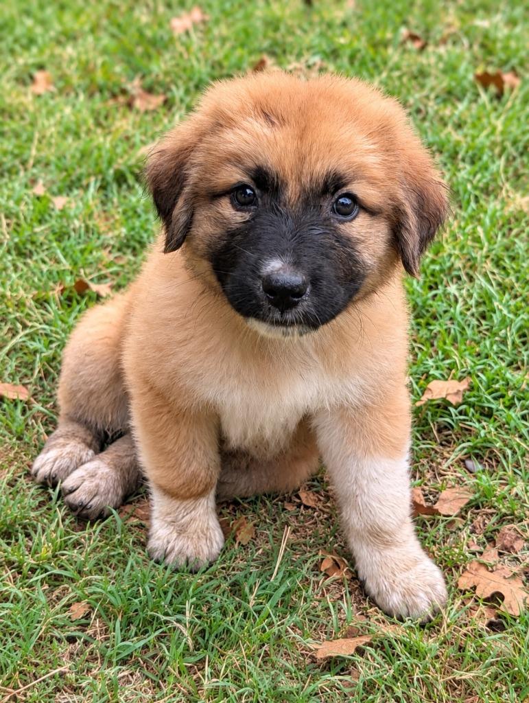 Enlarge Gill, a Adoptable mixed breed in Seven Points, TX image 2/2