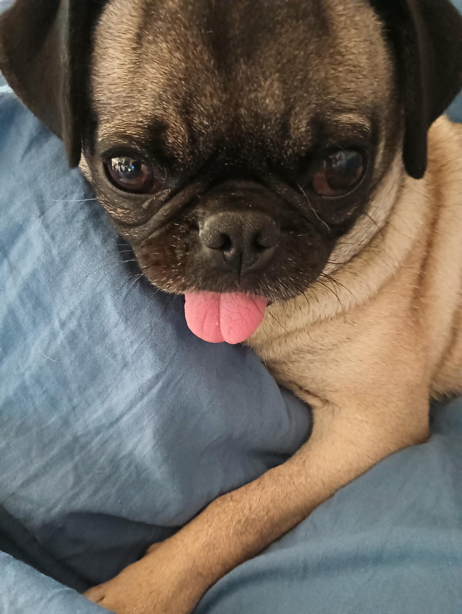 Maple, Adoptable, Adult Female Pug.