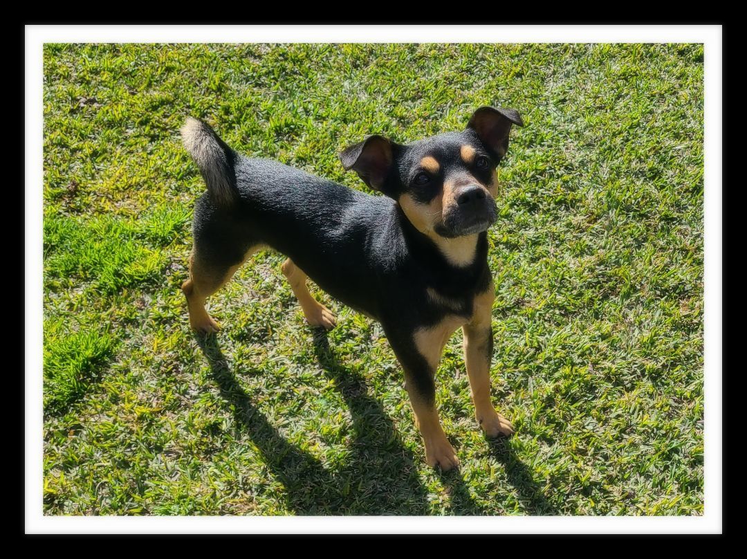 TOBY (PLEASE submit an application @ southernstaranimalrescue.org )