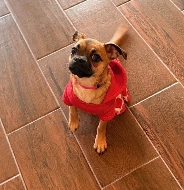 Pebbles, Adoptable, Puppy Female Pug & Chihuahua.