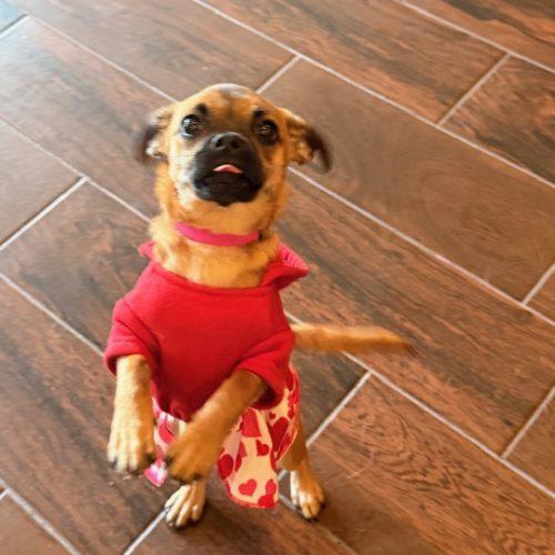 Enlarge Pebbles, a Adoptable mixed breed in Henderson, NV image 1/3