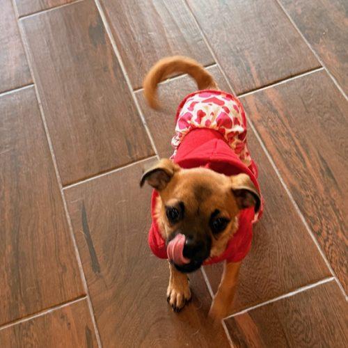 Enlarge Pebbles, a Adoptable mixed breed in Henderson, NV image 2/3