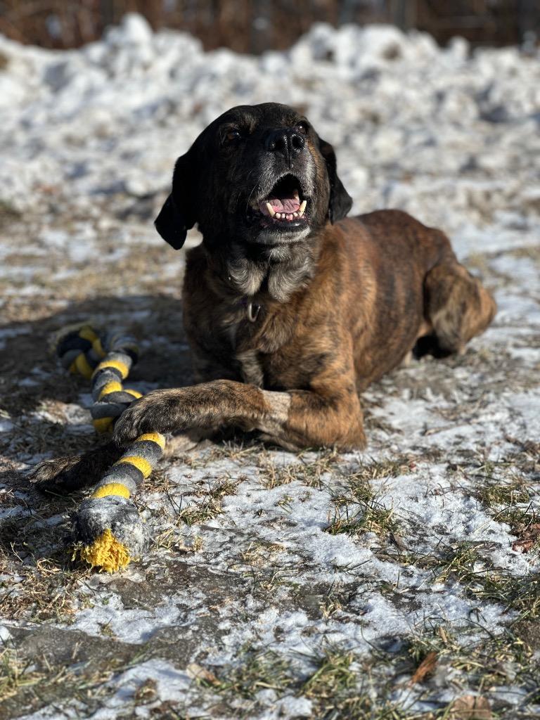Kaos/Milow, Adopted, Adult Male Hound & Mixed Breed.