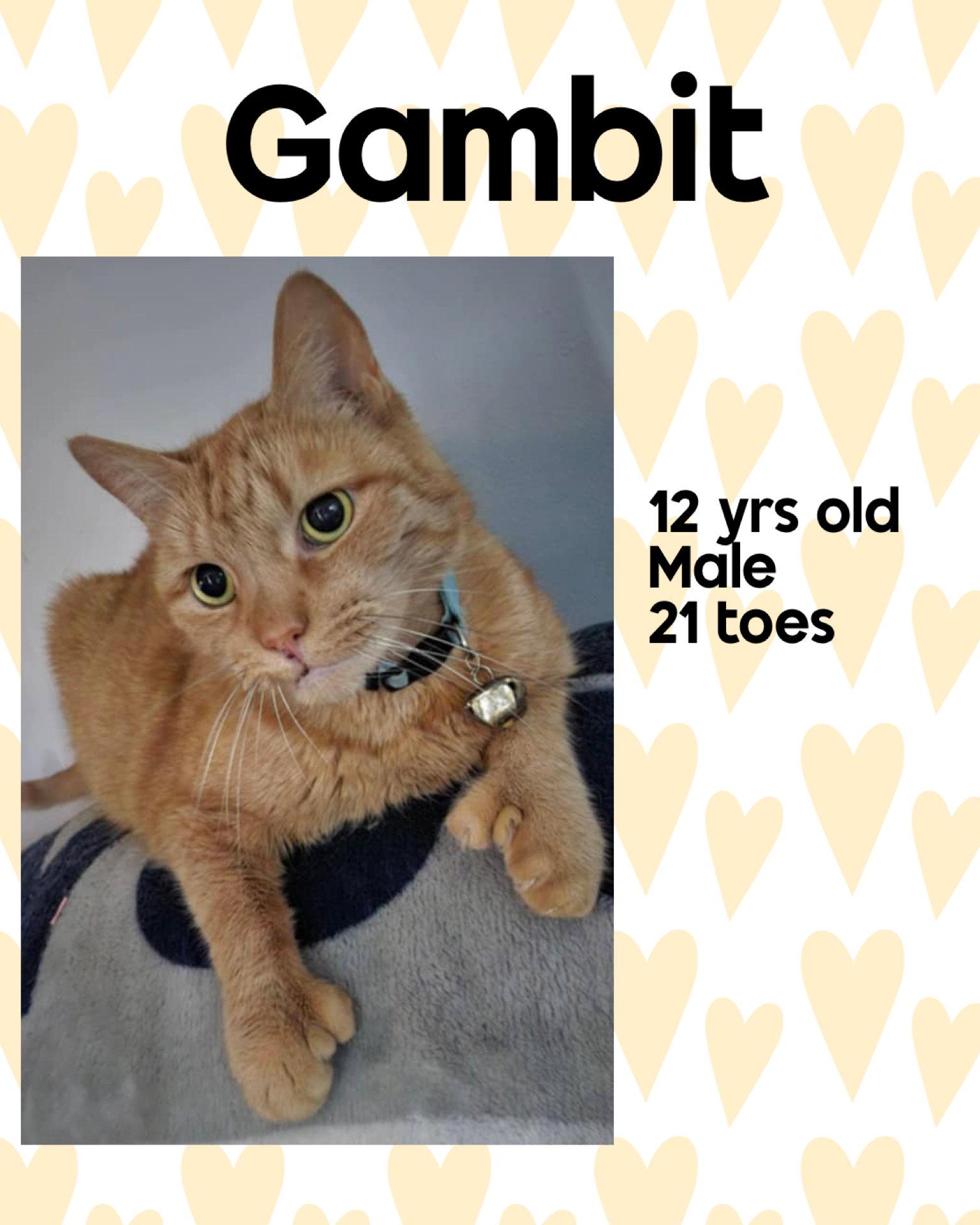 Enlarge GAMBIT, a Adoptable Domestic Short Hair in Holbrook, NY image 1/1