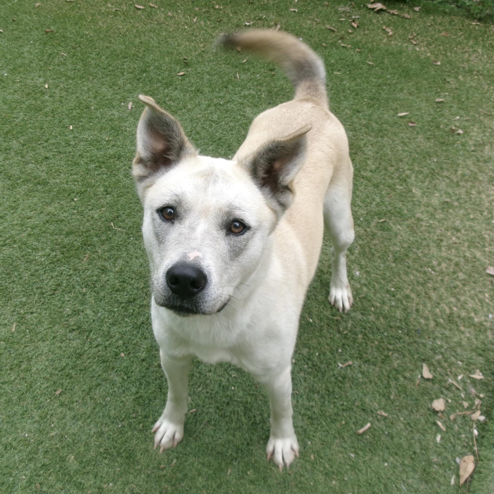 Molly, Adoptable, Adult Female Husky & Cattle Dog.