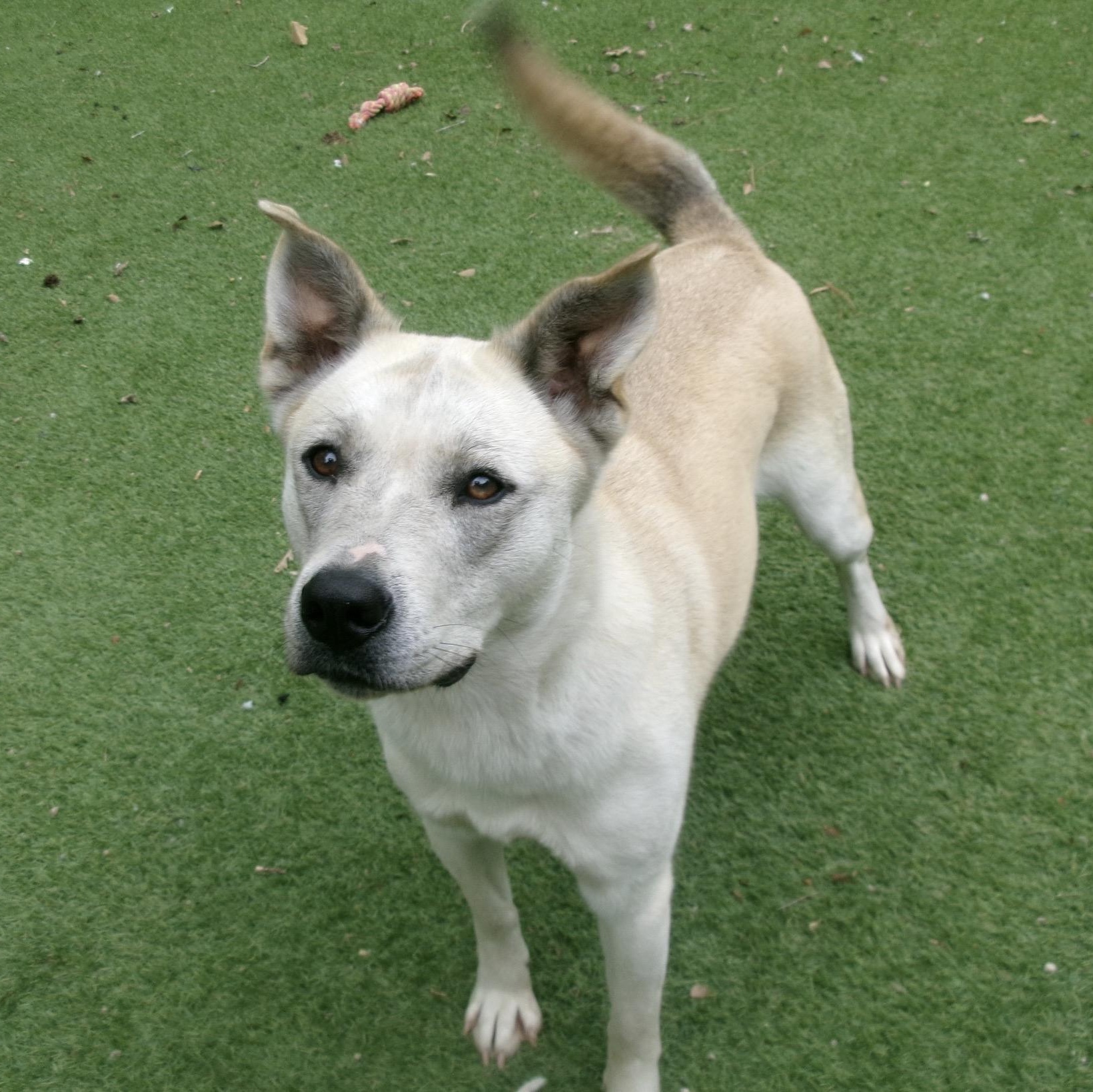 Enlarge Molly, a Adoptable mixed breed in Roanoke, VA image 4/5