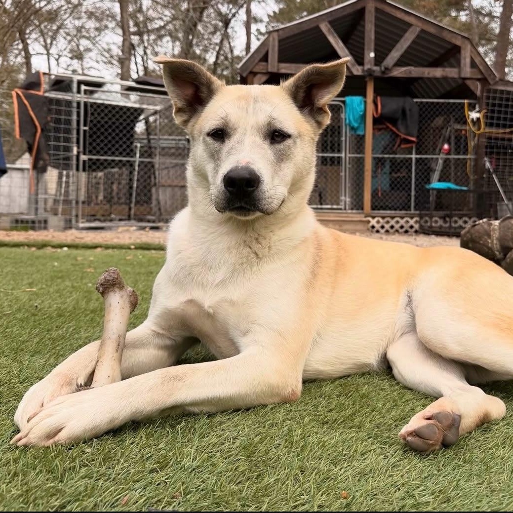 Enlarge Molly, a Adoptable mixed breed in Roanoke, VA image 2/5
