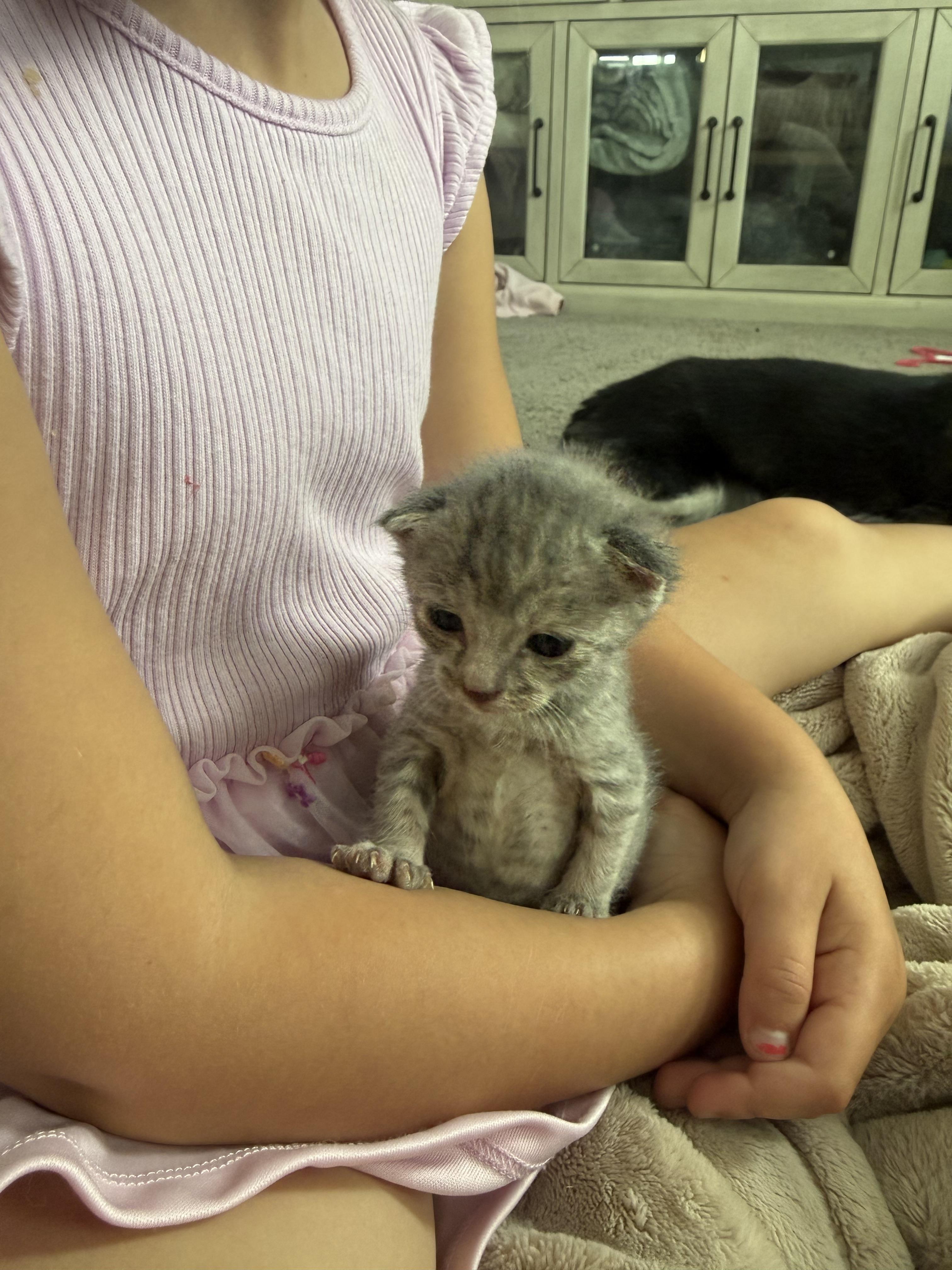 Cotton Candy, a Adoptable Domestic Short Hair in Fruit Heights, UT image 1/5