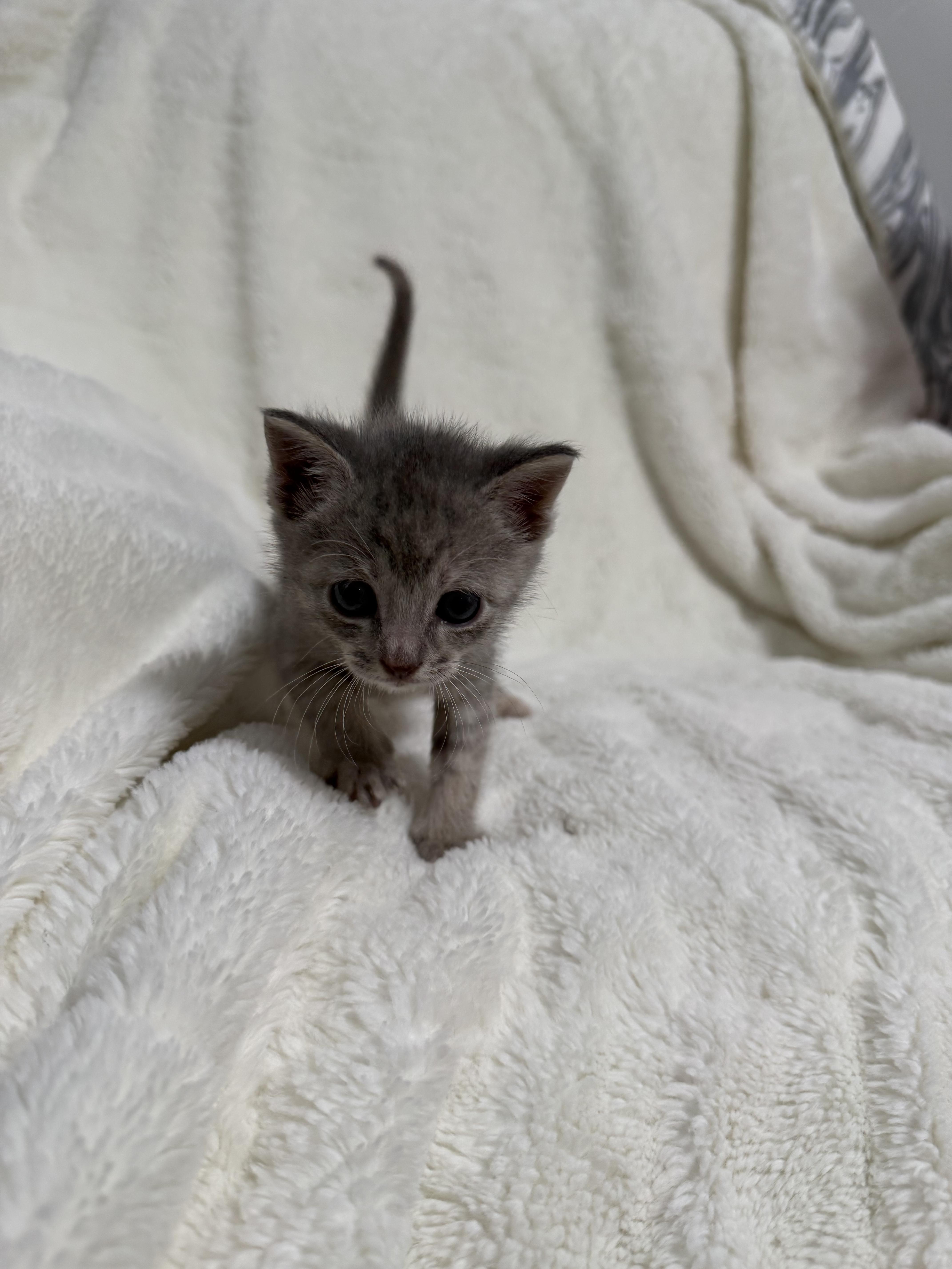 Cotton Candy, a Adoptable Domestic Short Hair in Fruit Heights, UT image 2/5