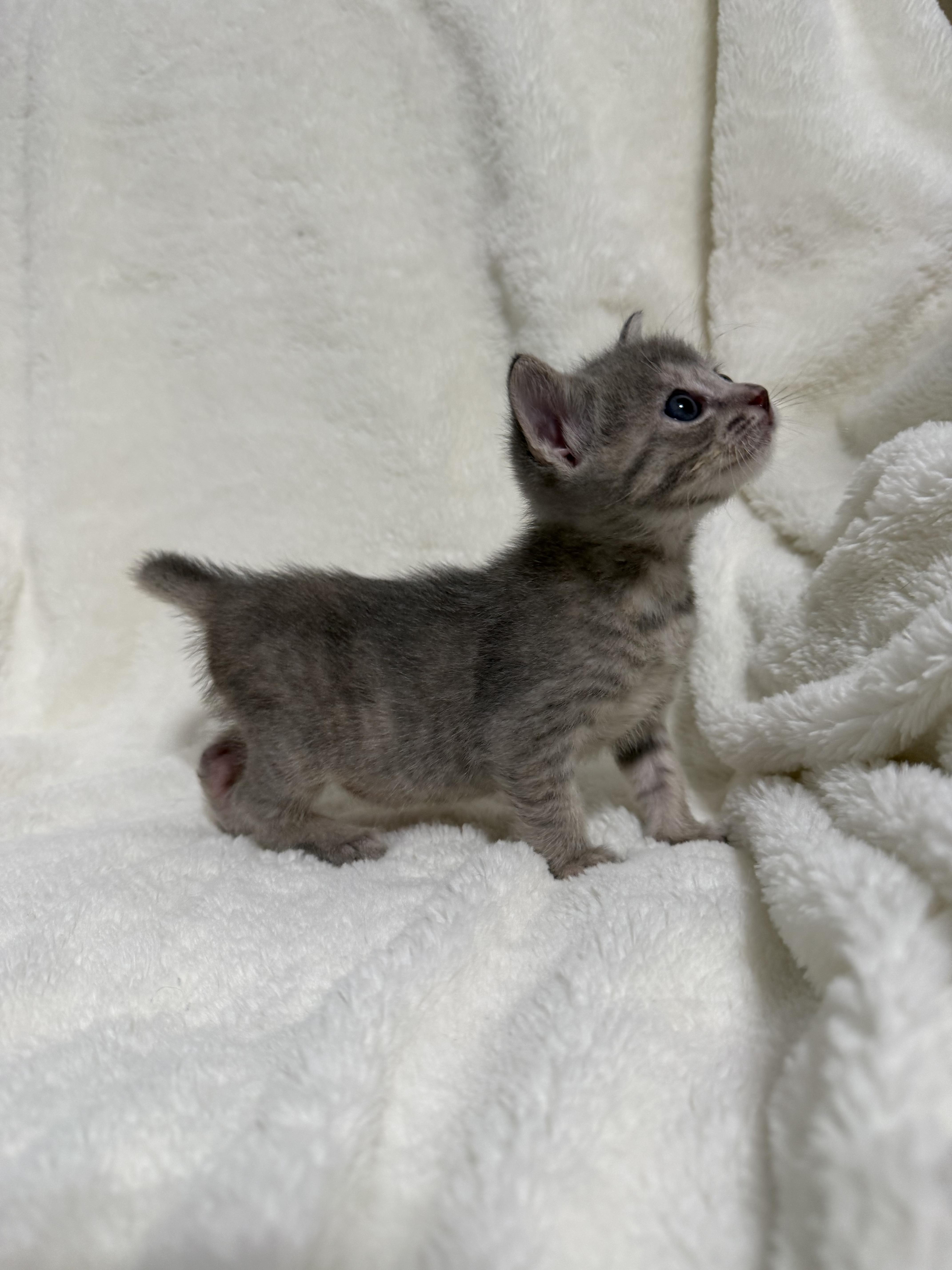 Cotton Candy, a Adoptable Domestic Short Hair in Fruit Heights, UT image 4/5