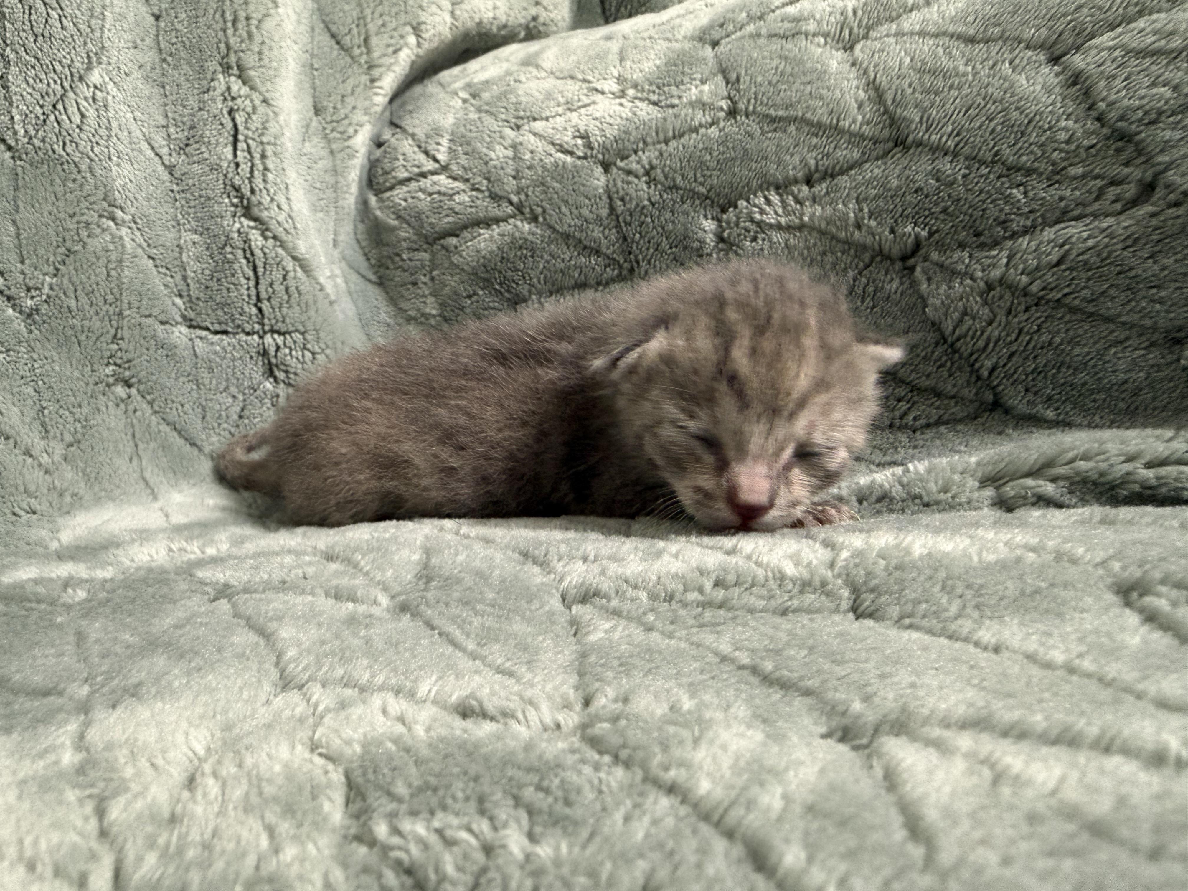 Cotton Candy, a Adoptable Domestic Short Hair in Fruit Heights, UT image 5/5