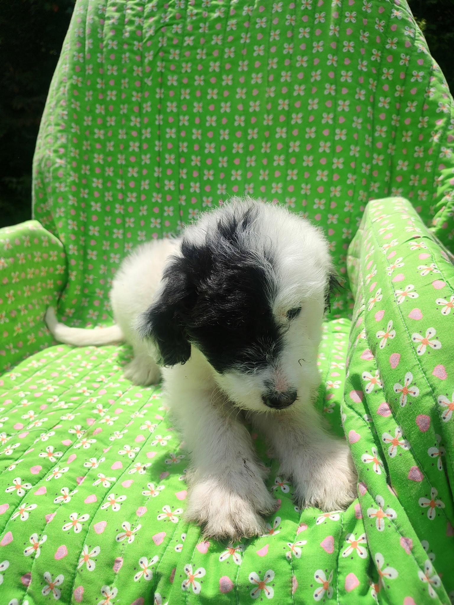 Aster, Adoptable, Puppy Female Great Pyrenees & Standard Poodle.