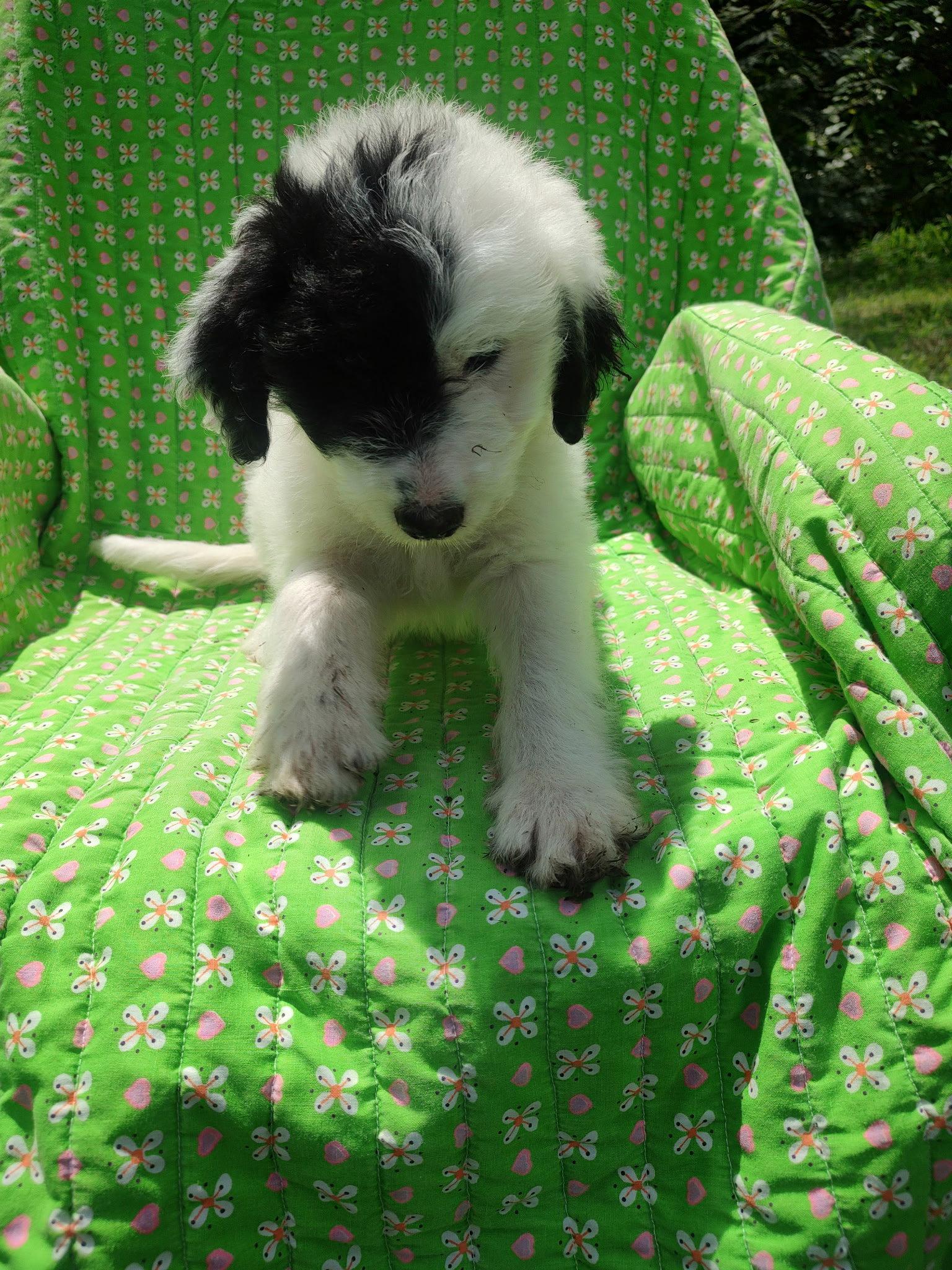 Enlarge Aster, a Adoptable mixed breed in Croydon, NH image 2/2