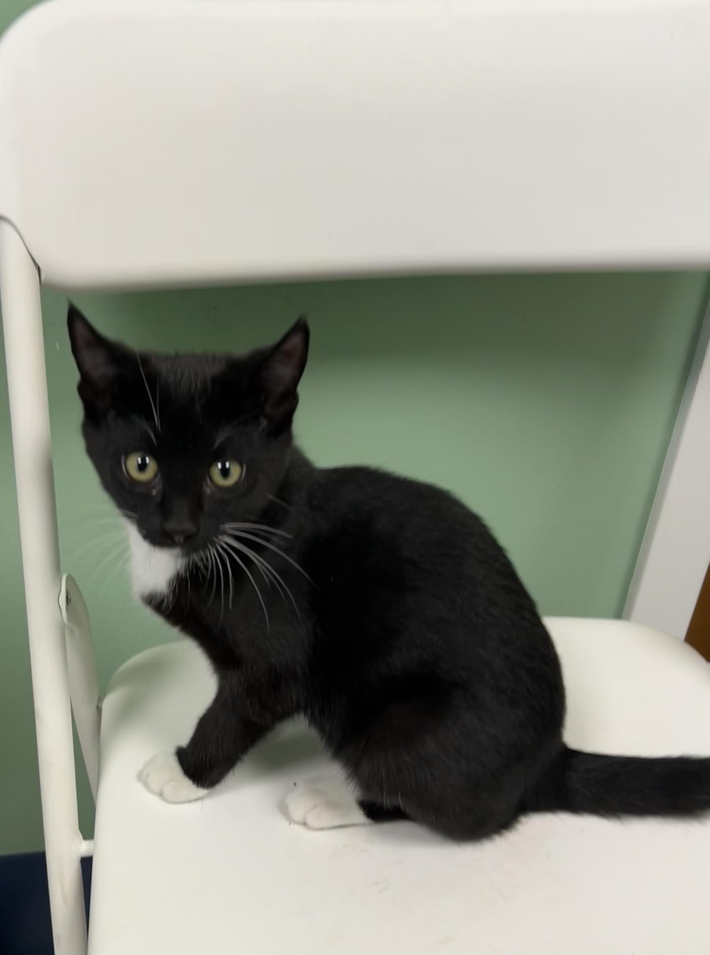 Enlarge Trixie, an adopted Domestic Short Hair in Milton, MA image 1/1