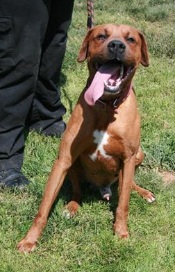 Enlarge Rajah, a Adoptable mixed breed in Oakhurst, CA image 1/6