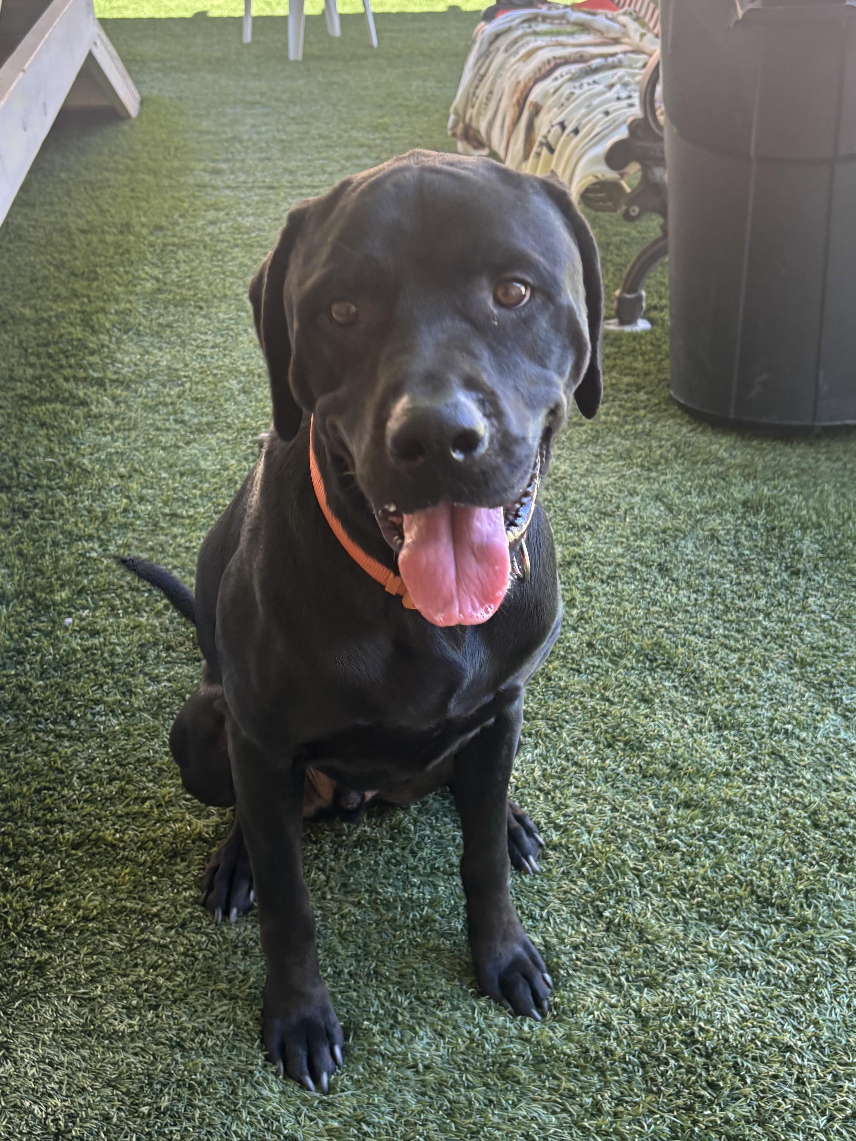 Enlarge Milo, a ADOPTABLE mixed breed in Mesquite, NV image 2/2