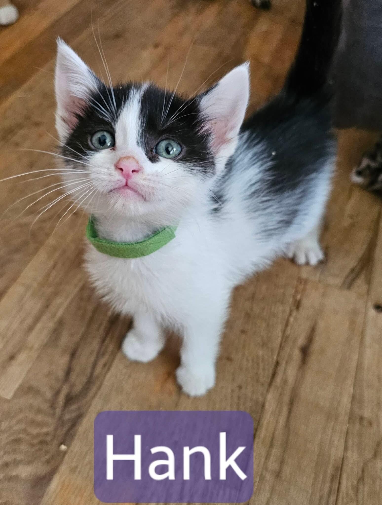 Enlarge Hannah (Hank), a Adoptable Domestic Short Hair in Kennewick, WA image 1/1